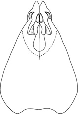 deltoideus